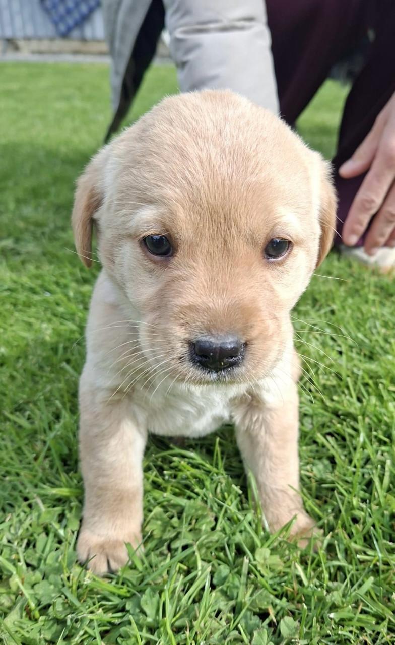 Puppy’s te koop - gekruising Labrador