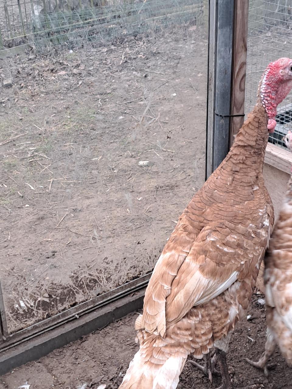 Rode Ardenner Kalkoenen