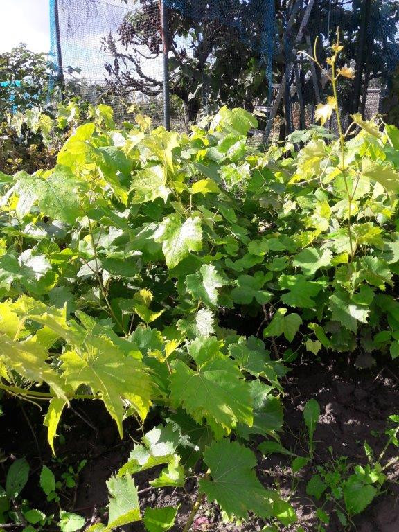 Druivenplanten, bramenplanten, bessenstekken