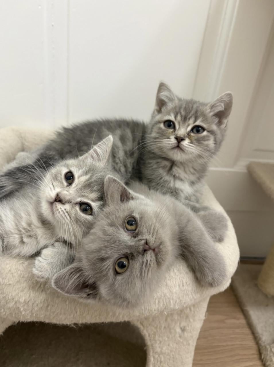 Britse korthaar kittens (nog 2 beschikbaar)