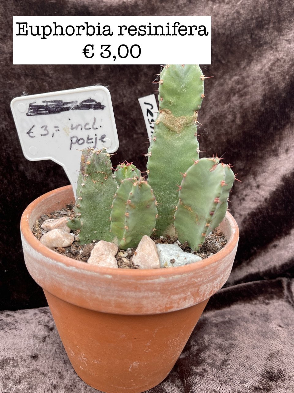 Planten - succulenten