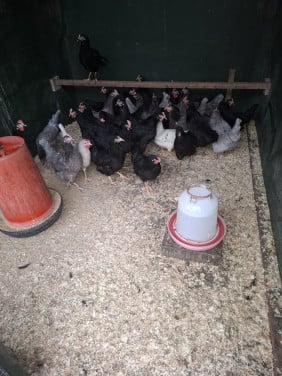 Araucana en groenleggers voor groene eieren