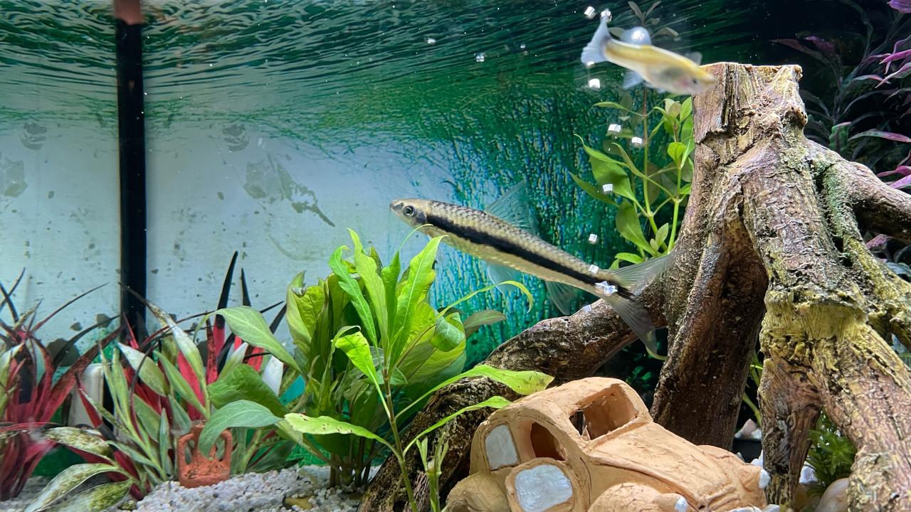 Siamese algeneter plm 10cm