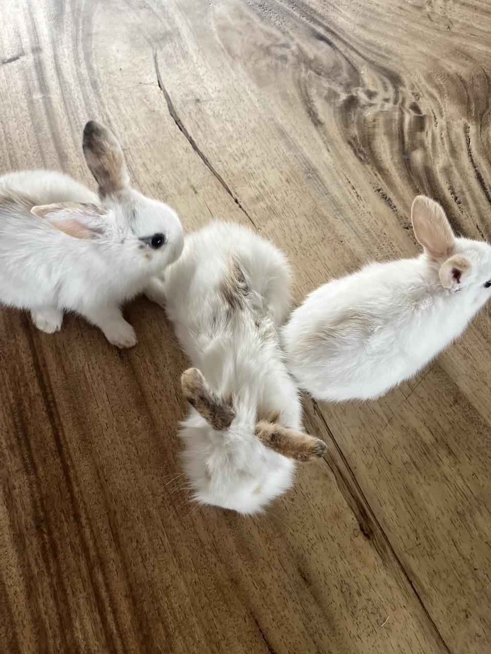 Baby konijn