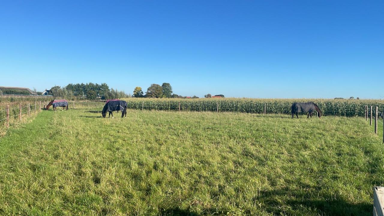 Paardenbox te huur Wolphaartsdijk