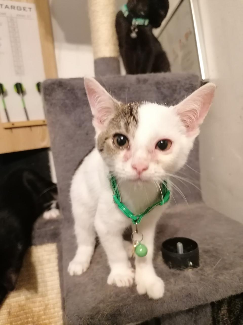 Kittens 12wkn oud