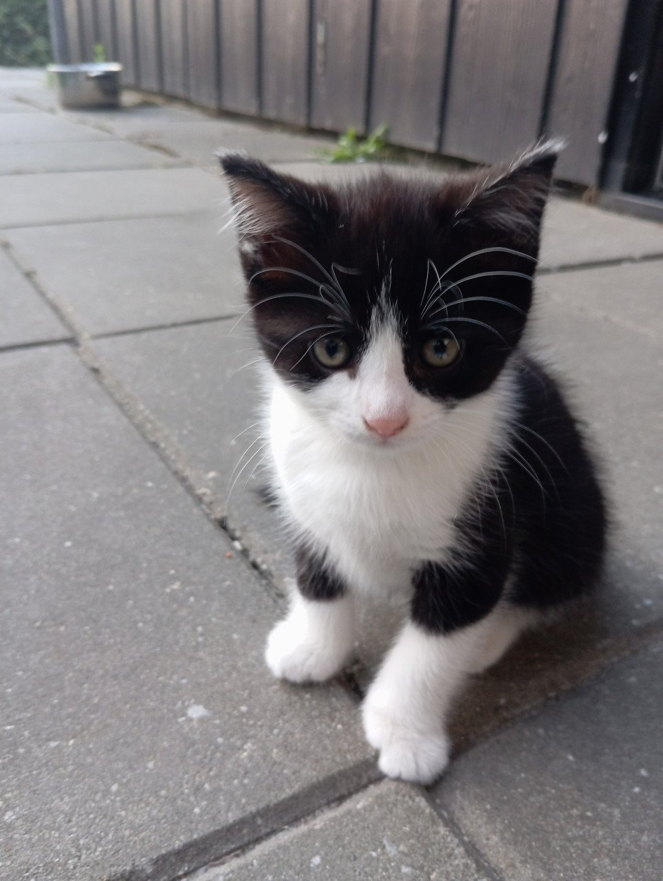 Kittens half langhaar zwart-wit