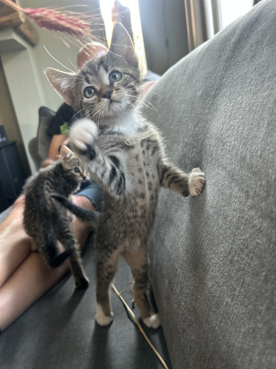 Kitten