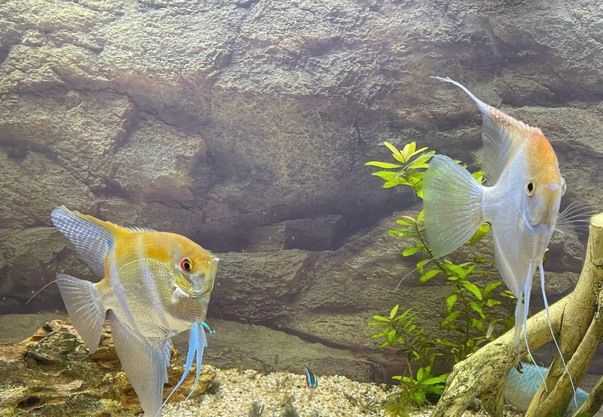 Koppeltje maanvissen