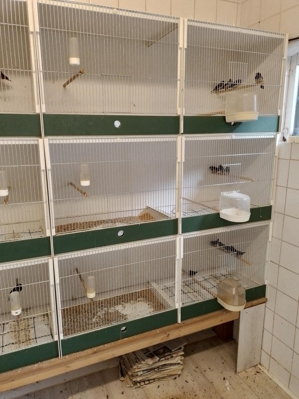 Diverse Japanse Meeuwtjes