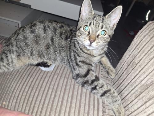 Kleine poes van een 5 maandem