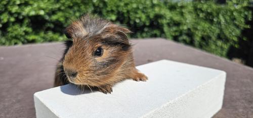 3 cavia beertjes zoeken een huisje