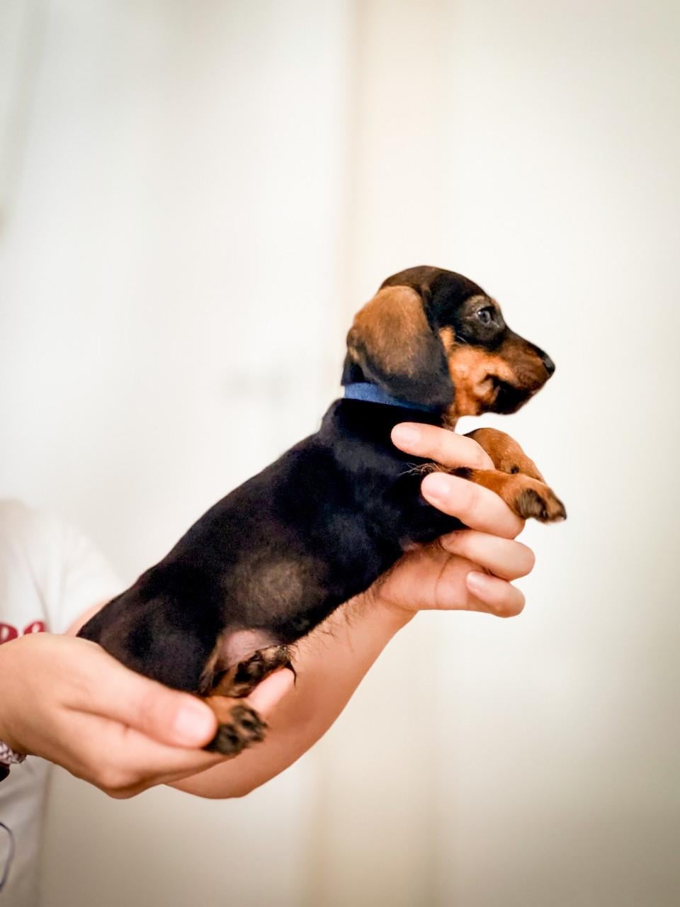 Laatste kaninchen Teckel pups