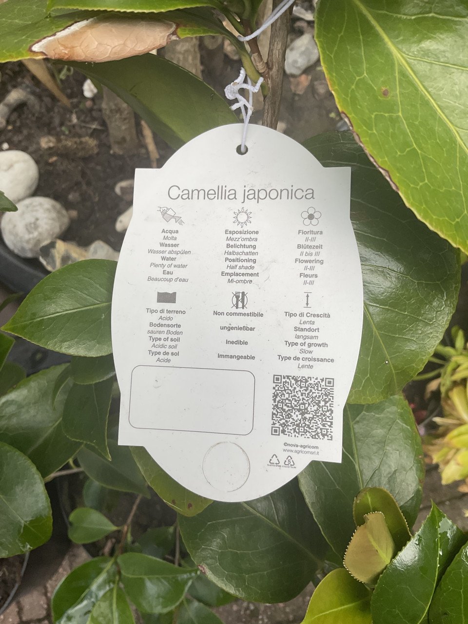 Camelia Japanse Roos