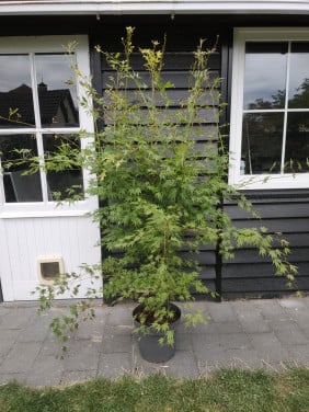 Japanse esdoorn orange lace Acer palmatum