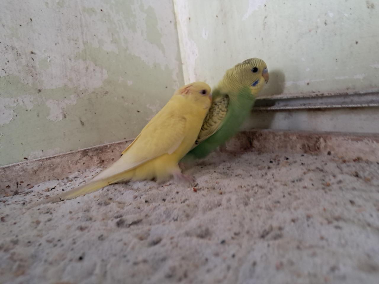 2 jonge grasparkieten