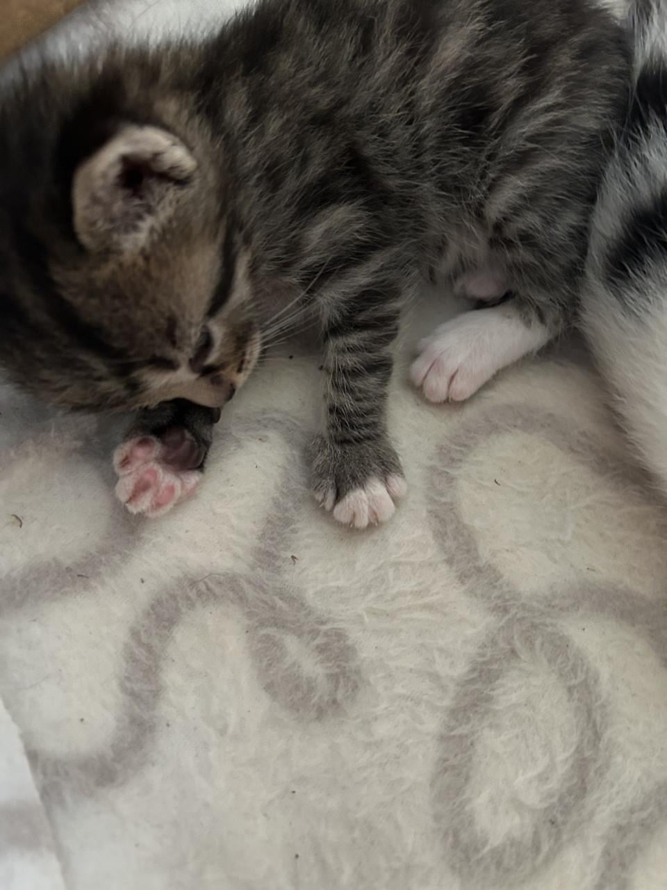 Lieve prachtige kittens 🐈‍⬛🤍😻