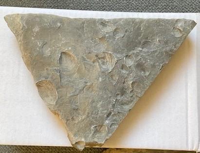 Een fossiele steen met duidelijke afdrukken van schelpen