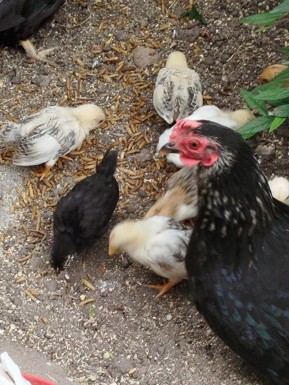 Kuikens