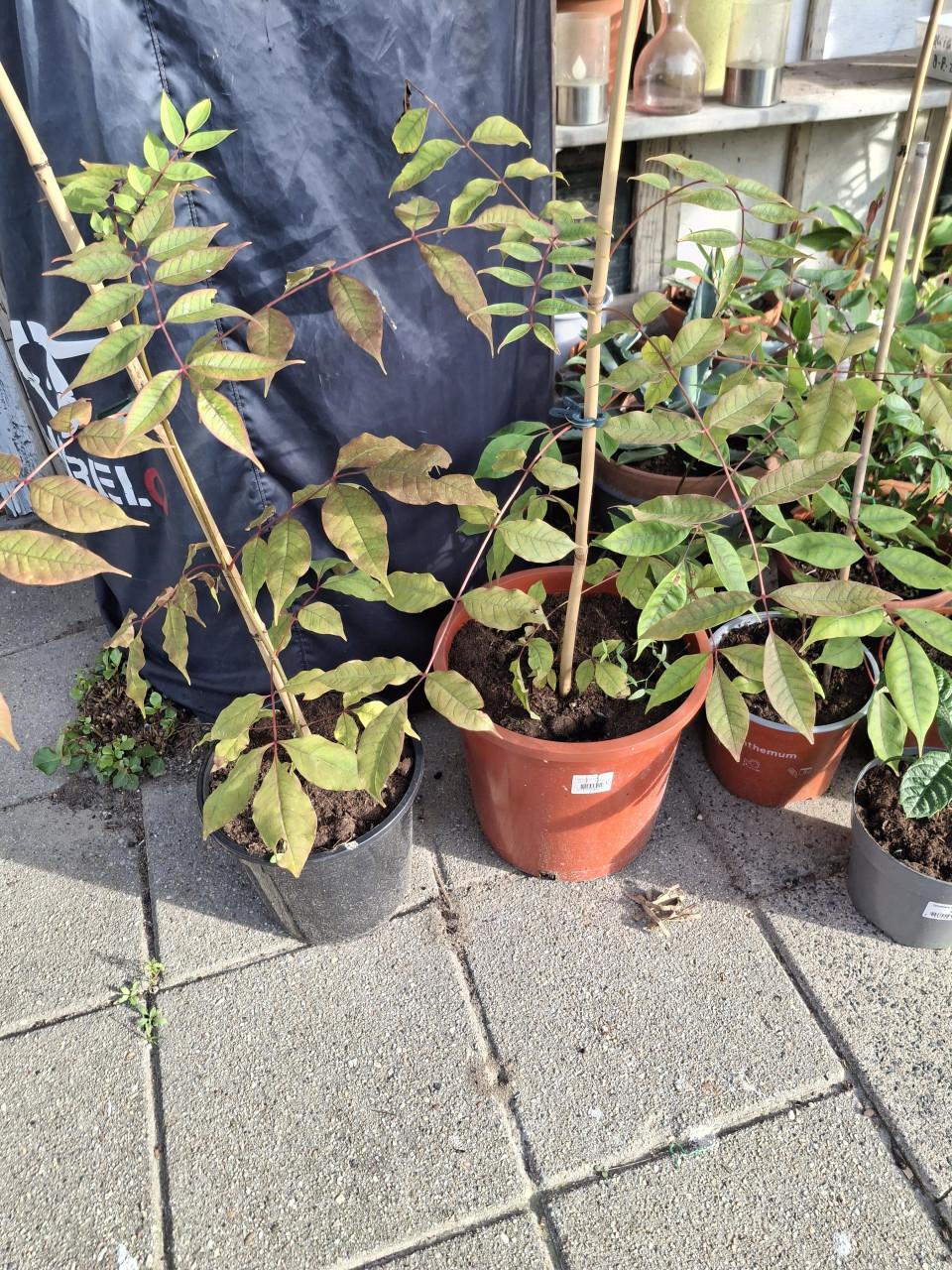 Bijenboom