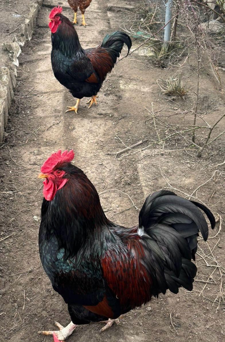 Barnevelder dubbelgezoomd