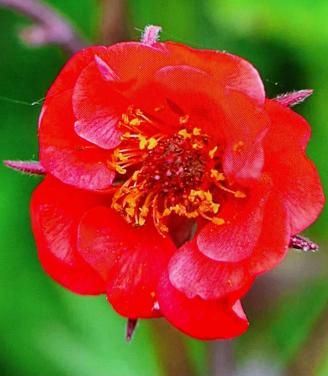 Geum