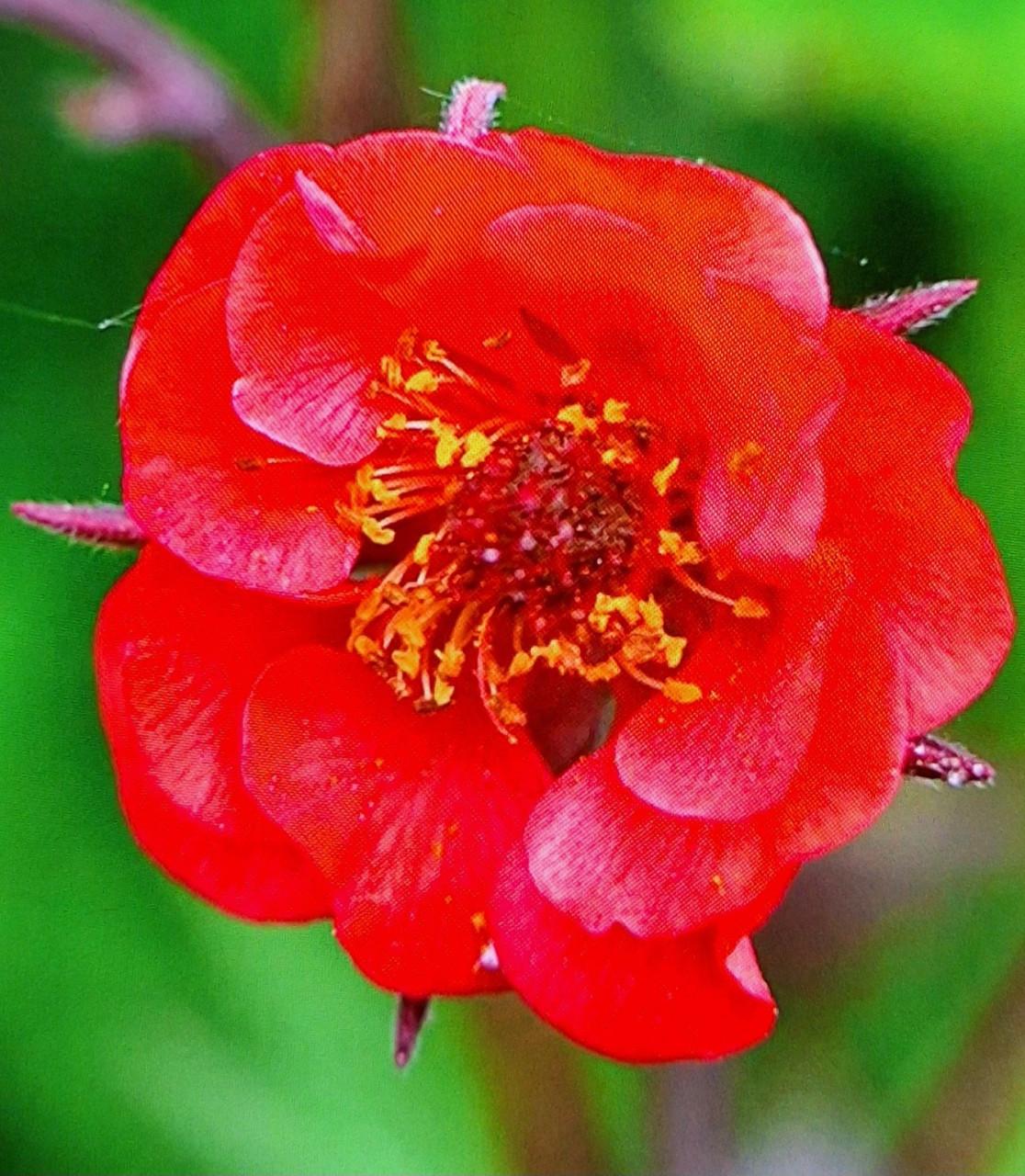 Geum