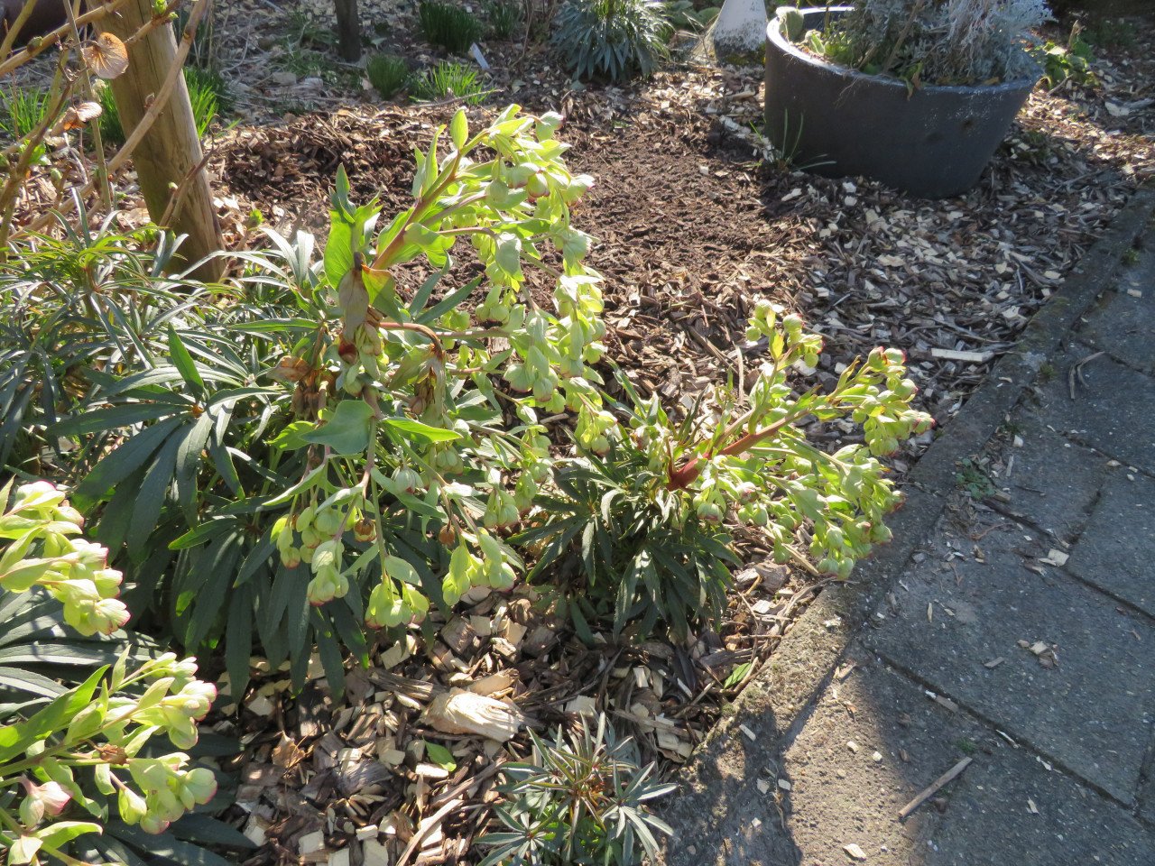 Helleborus kerstroos