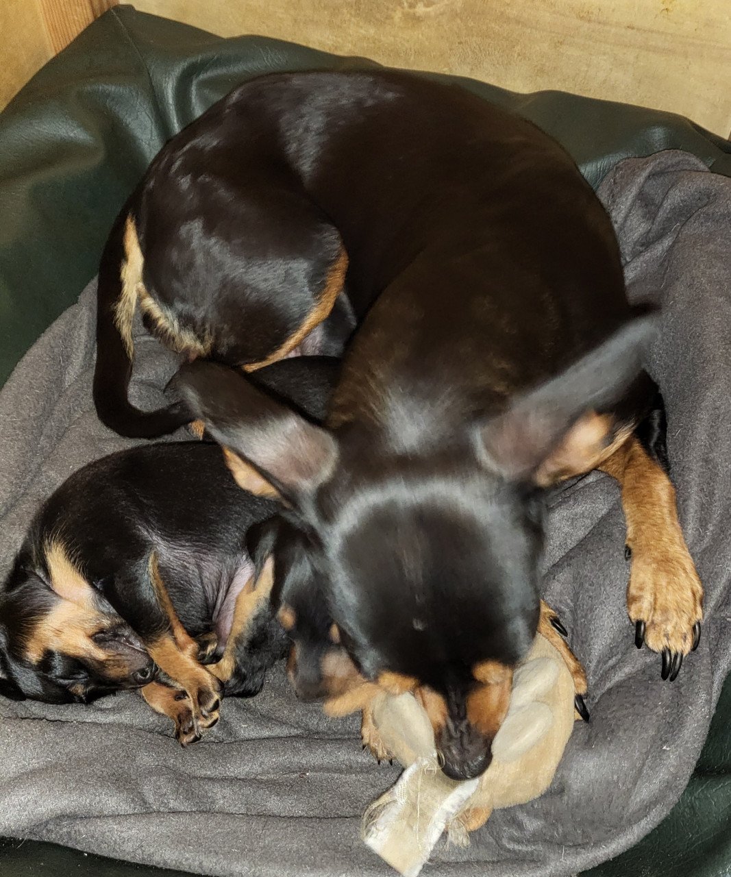 Dwergpinscher puppy's