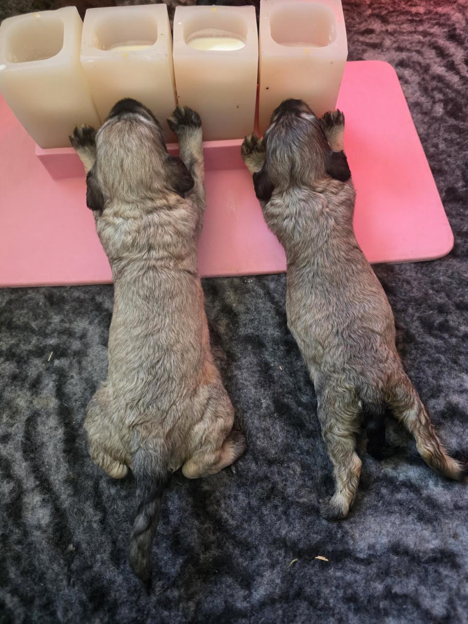 Mooie labradoodles puppies