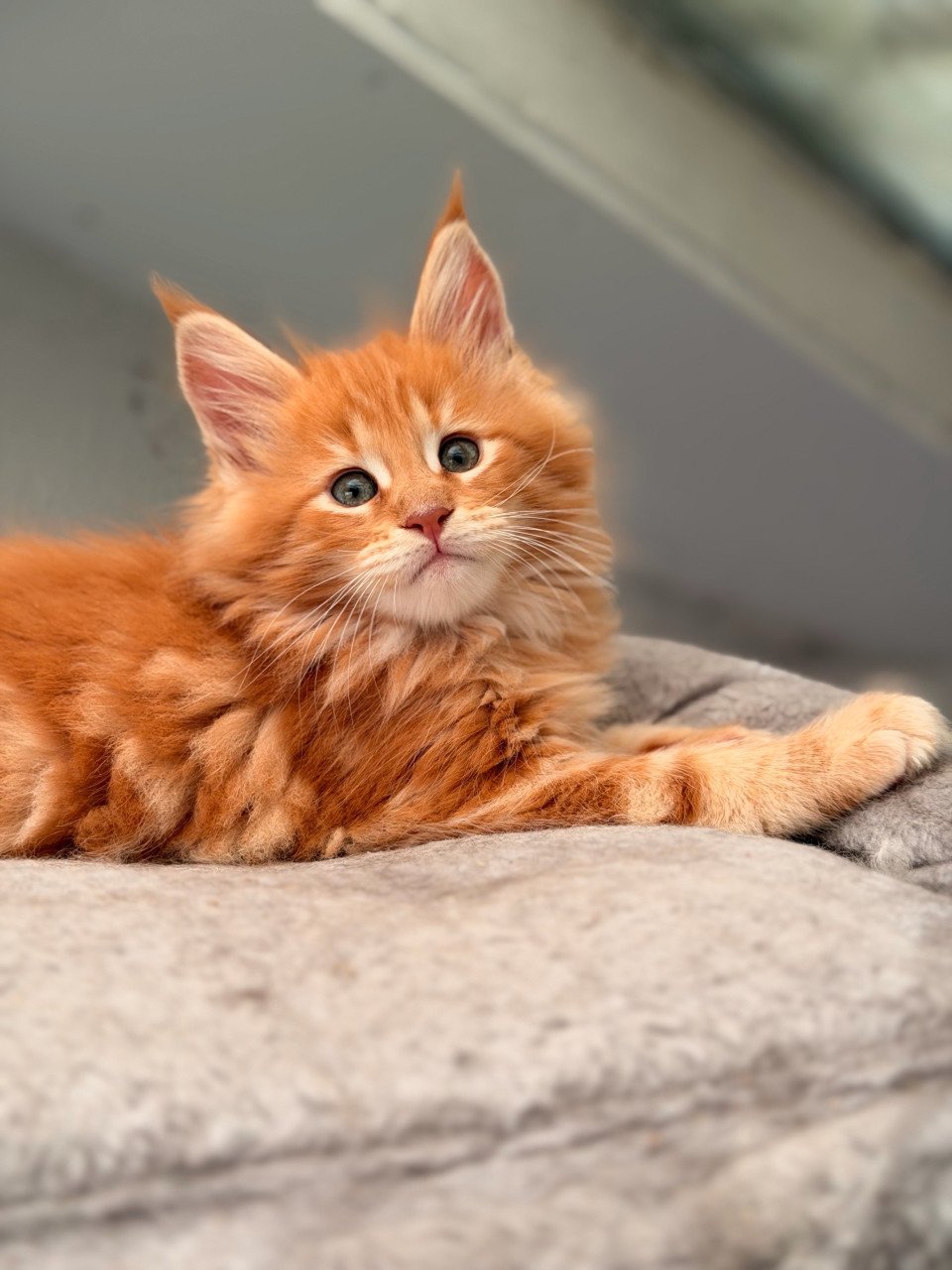 Maine Coon kittens