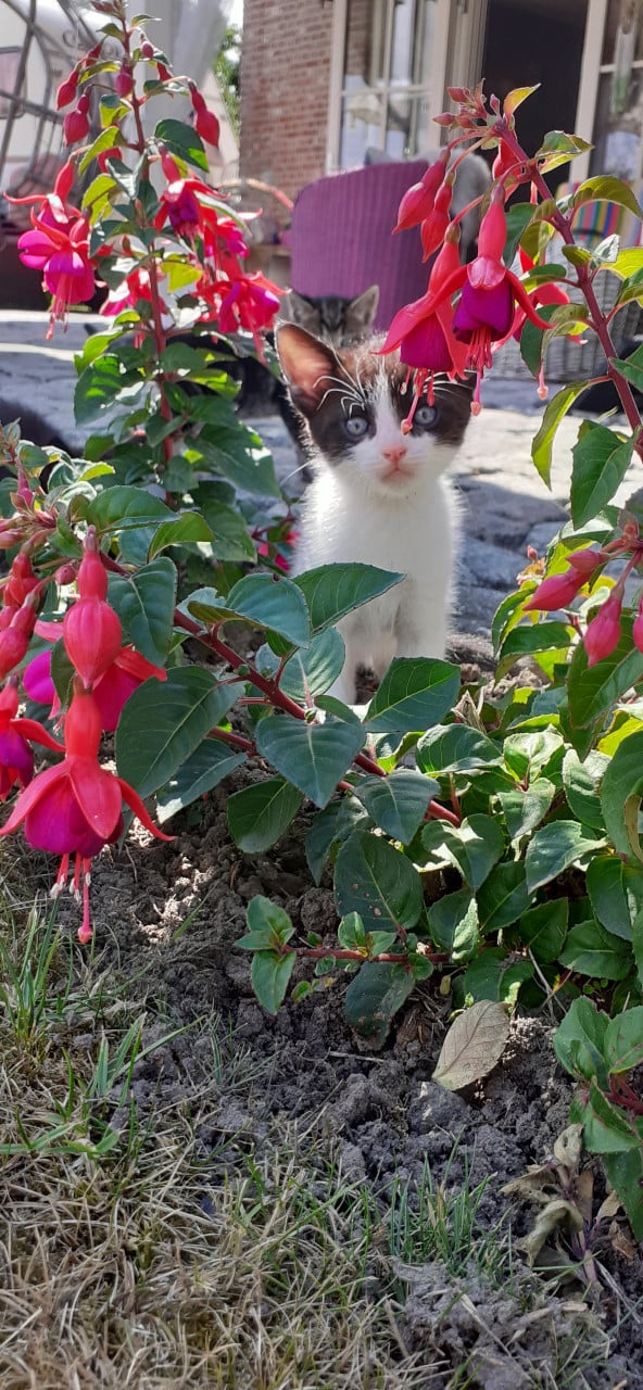 Schattige kittens 😻