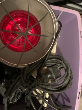 Warmte lamp varkenslamp