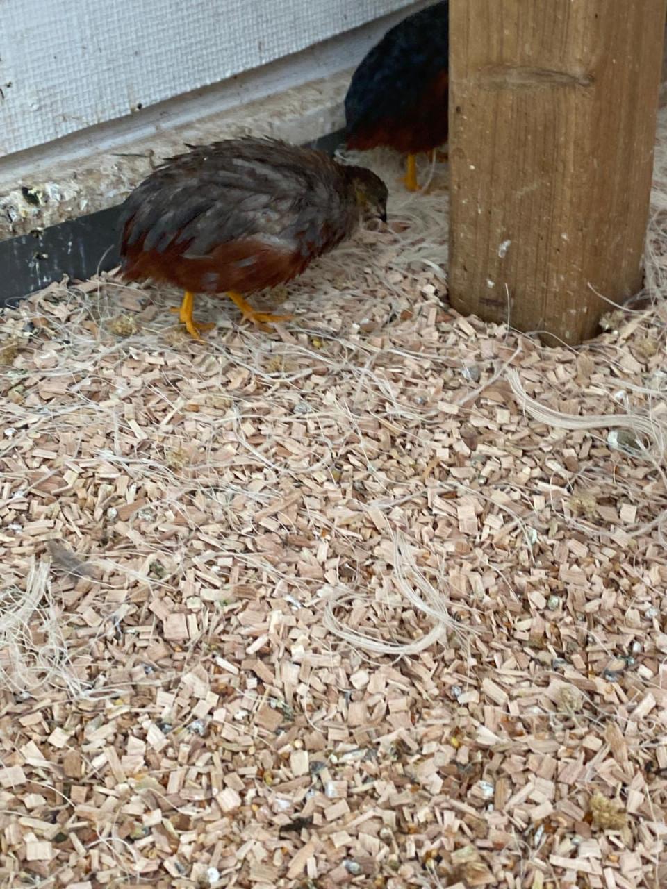 Jonge Dwerg kwartels