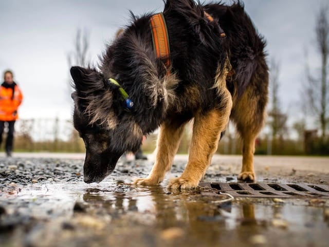 Jubileumlezing NEUSWERK van de hond