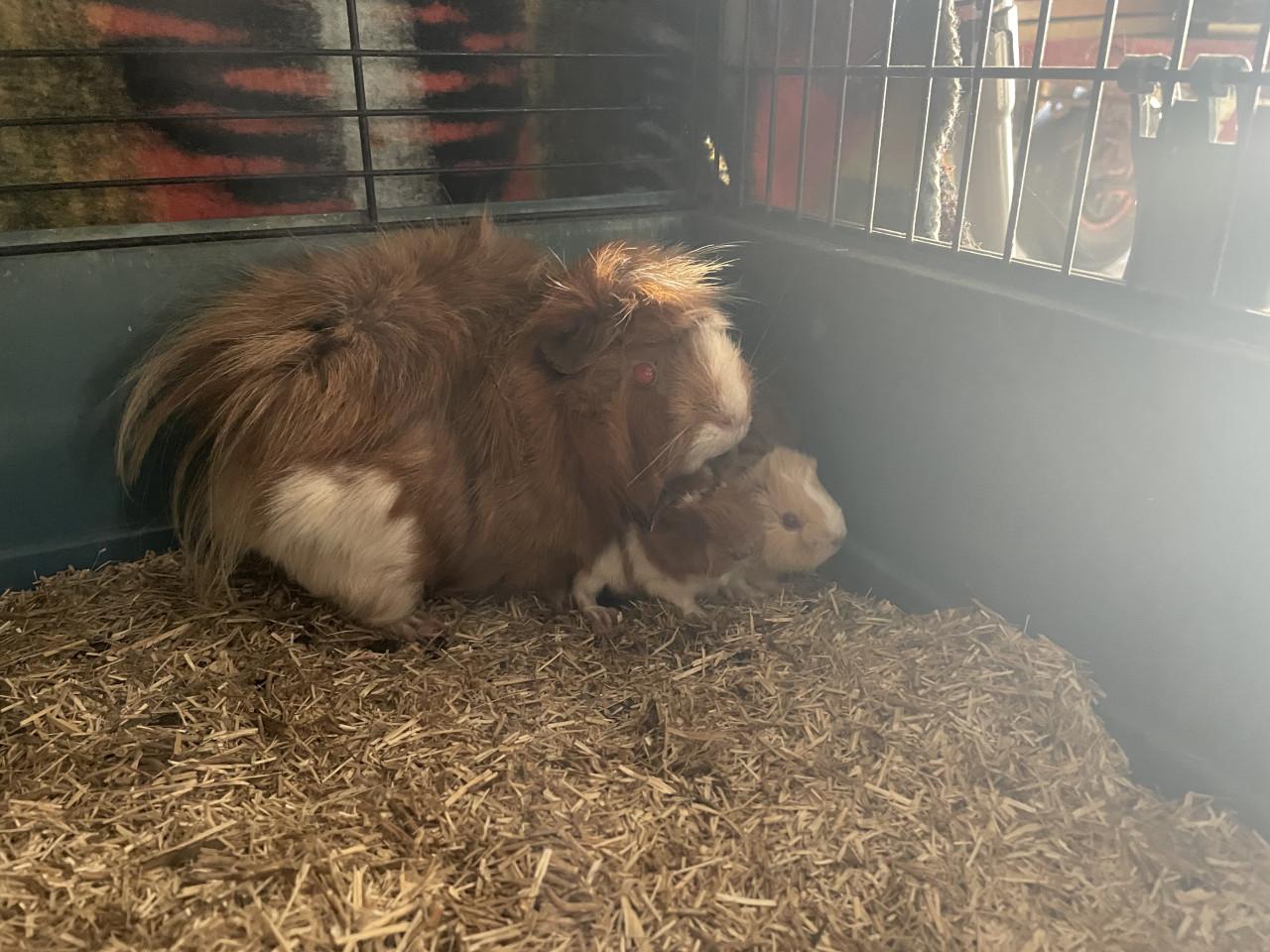Knappe borstel baby cavia’s!!