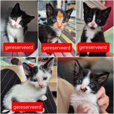 Nog 1 van de 5 super sociale met de handopgevoede kittens te koop