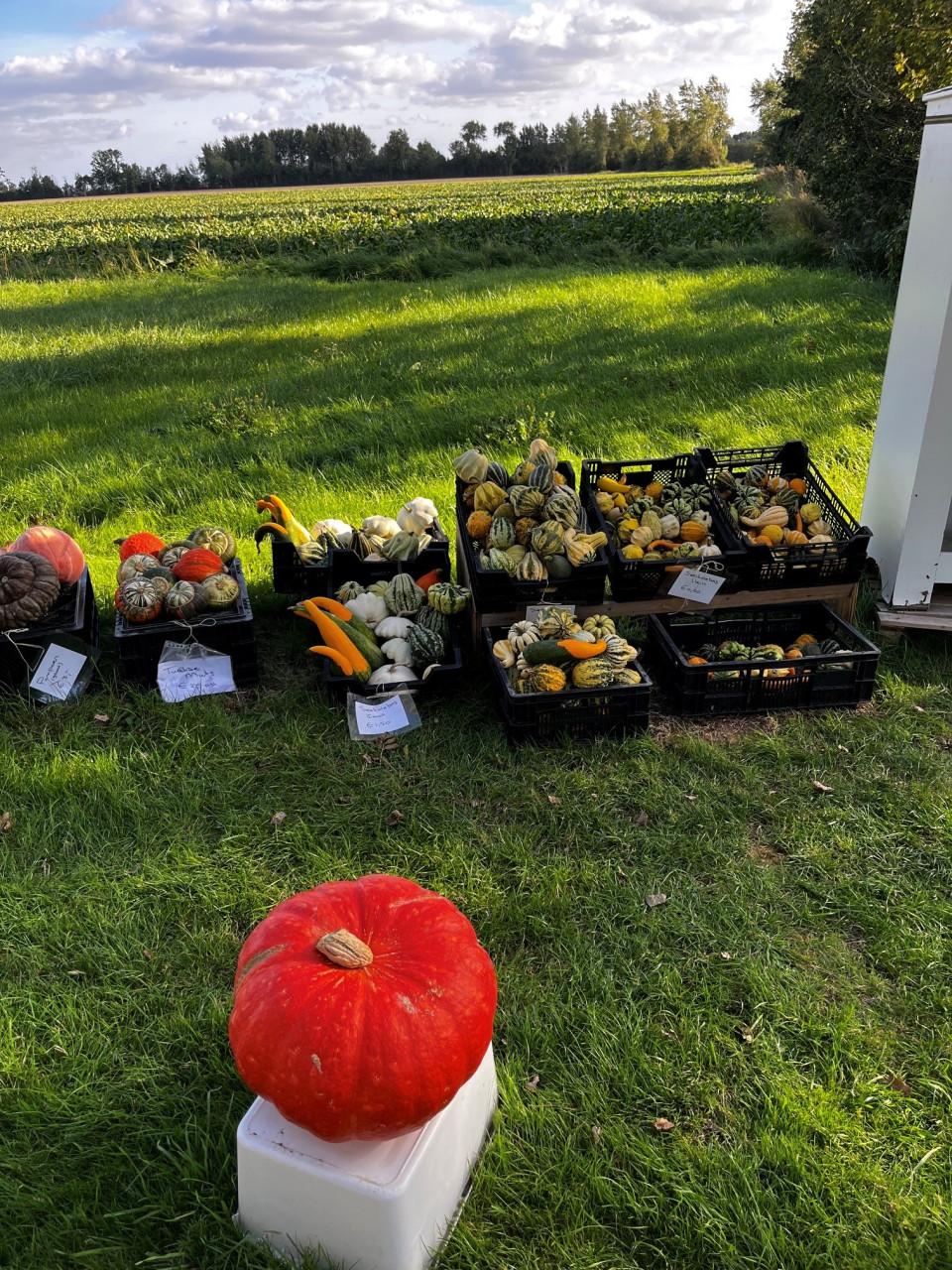 Pompoenen en sier kalebassen