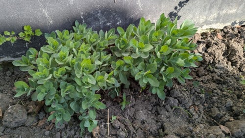 Sedum