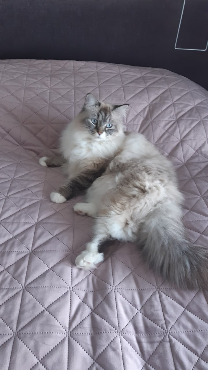 Vermist Ragdoll