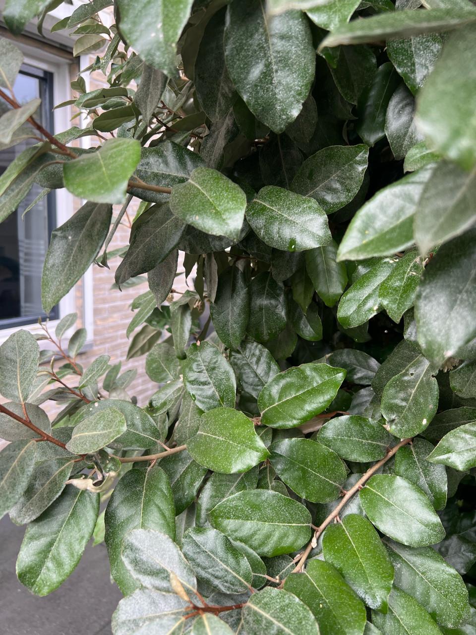 Prachtige Laurierhaag