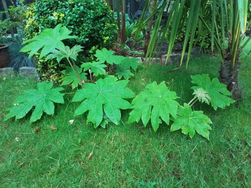 Tetrapanax, Rijstpapierplant.