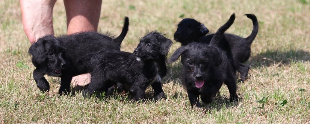 Super leuke kruising pups