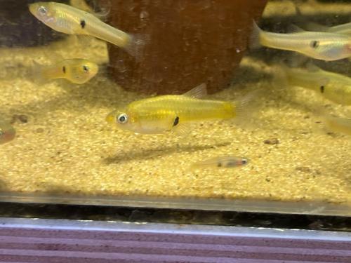 Girardinus Uninotatus (levendbarend)