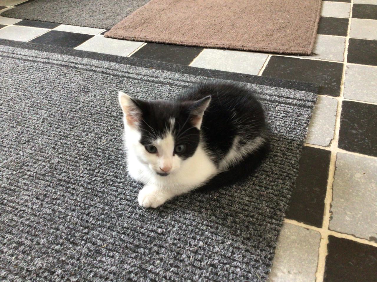 Kitten.      GERESERVEERD