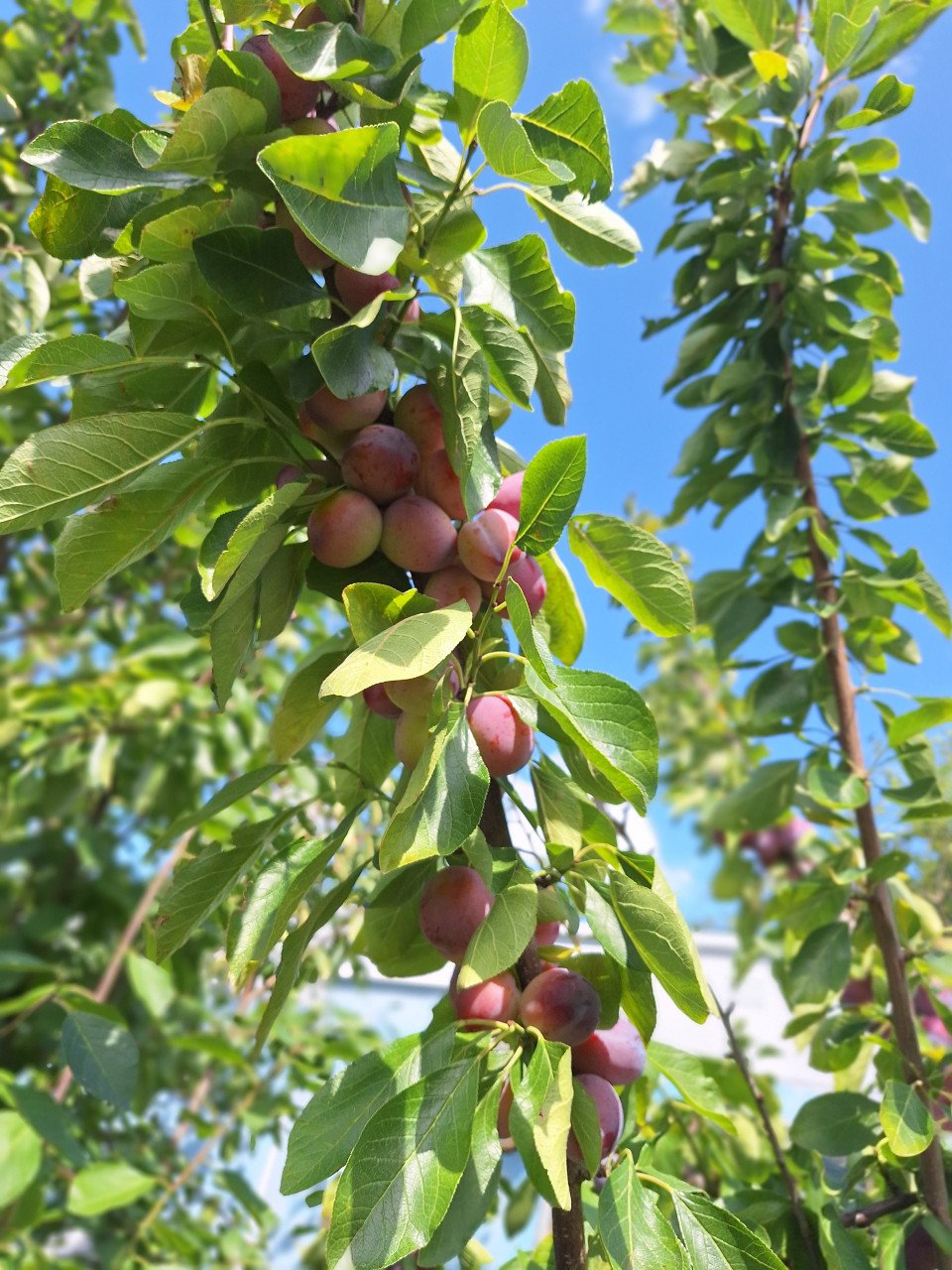 Zomerfruit