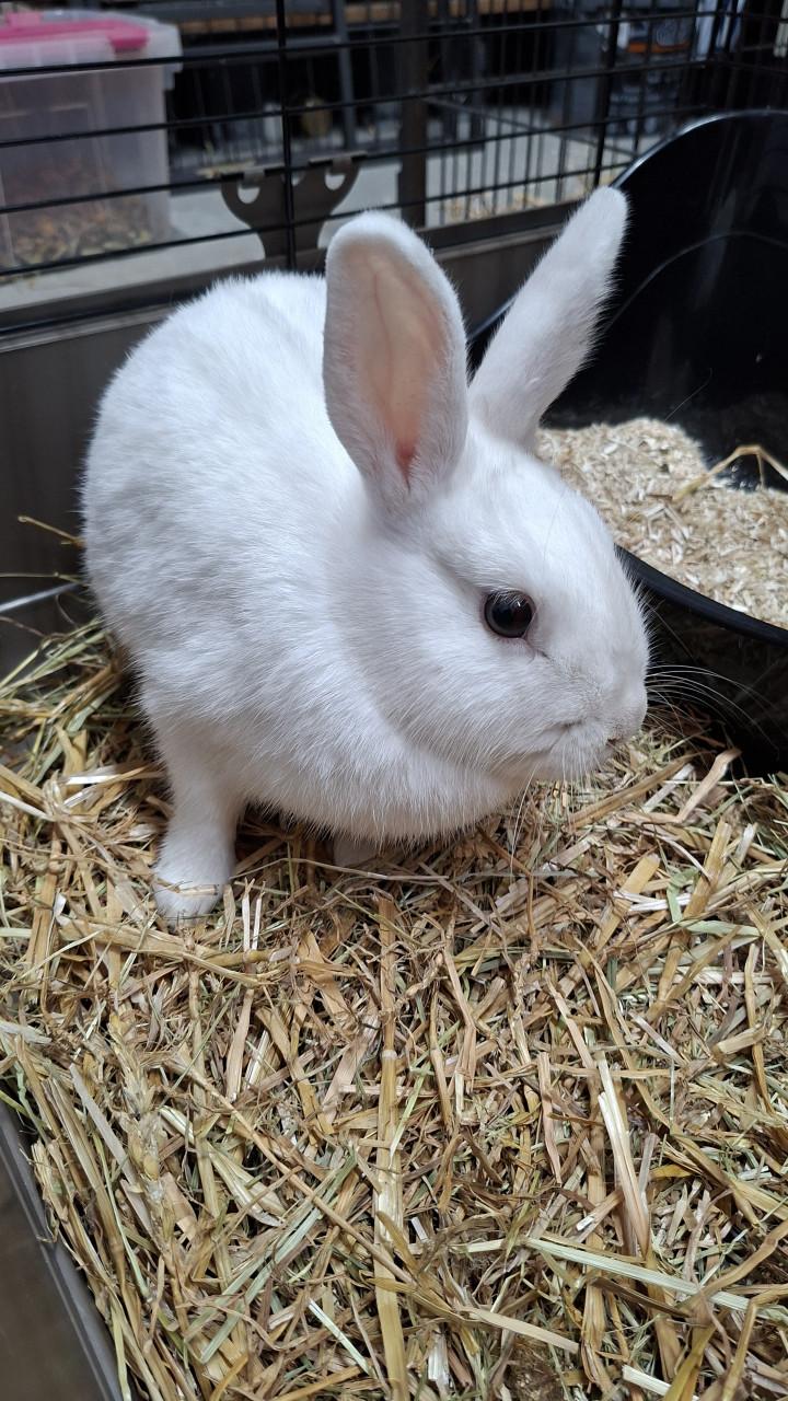 Gesteriliseerd wit konijntje (vrouwtje)