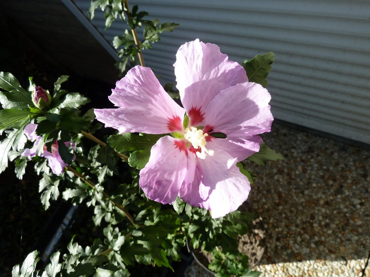 HIBISCUS OP STAM