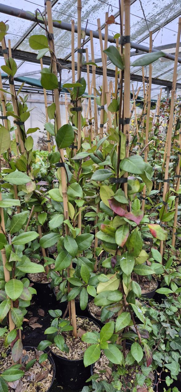 Toscaanse jasmijn planten