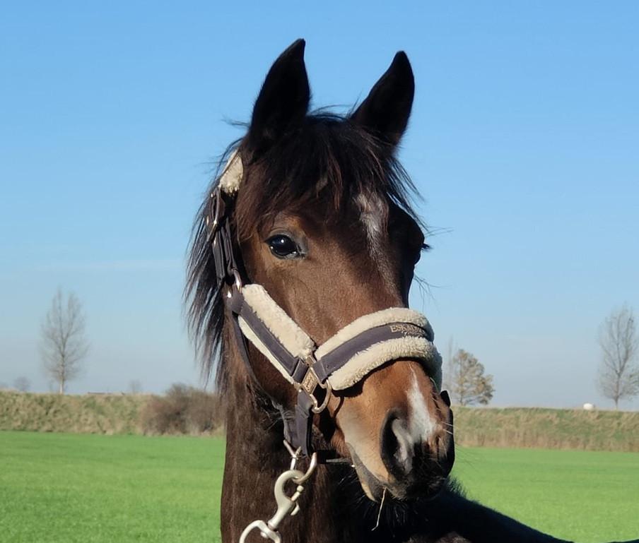 Bruin paarden veulen ( met als opa Totilas )